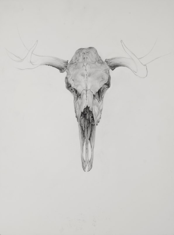 <span class=%22title%22>Elk Skull, Alces Alces, Male</span>