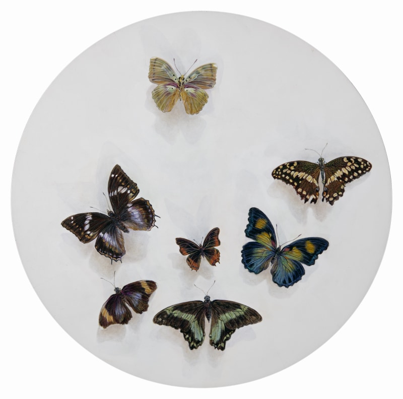 <span class=%22title%22>7  butterflies from my collection</span>