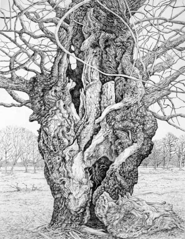Eleanor Durbin, Aged (Veteran) Oak Tree, Richmond Park