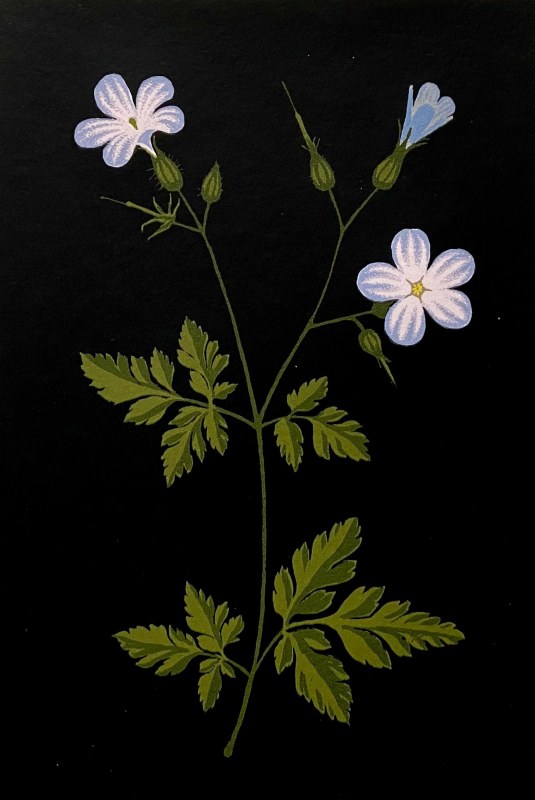 Martin Grover Herb Robert