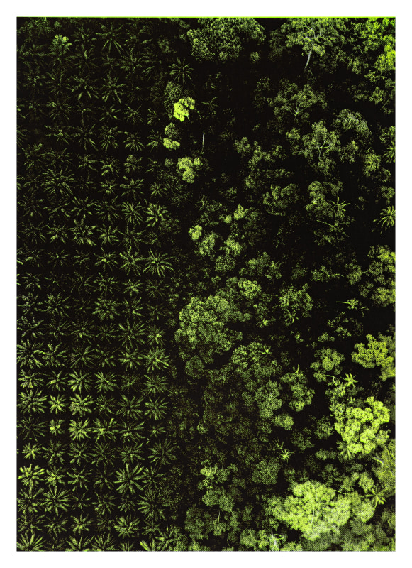 Iain Christopher McLellan Bastidas Palm Oil