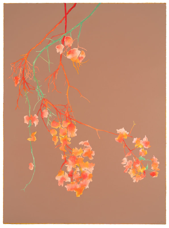 Jo de Pear Bougainvillea I
