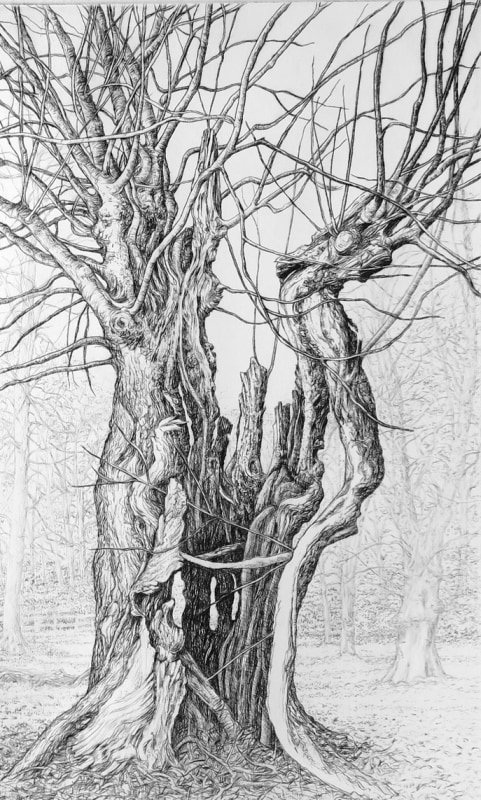 Eleanor Durbin Storm Damaged Lime Tree, Bushy Park