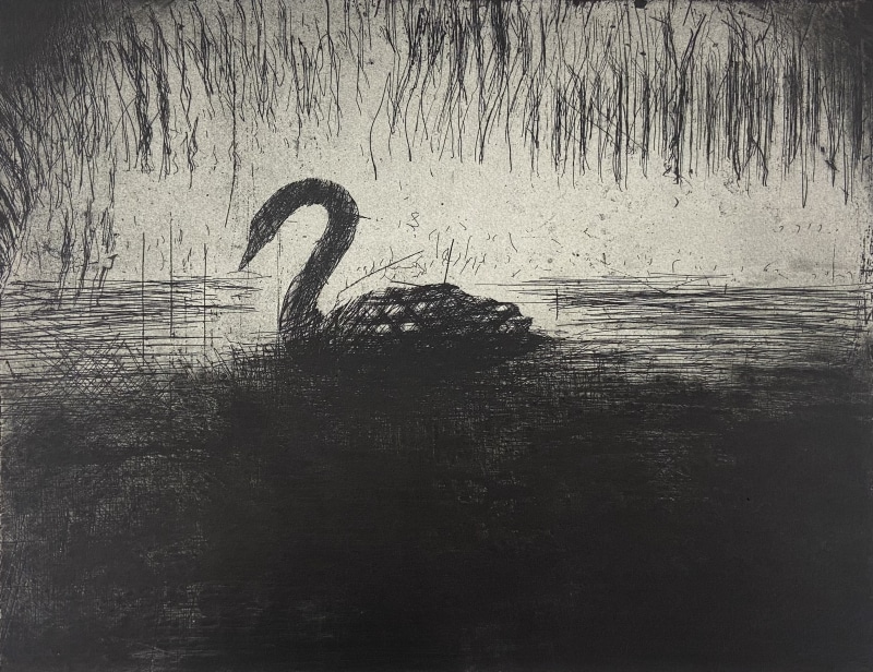 John Ferry Cygnus Atratus