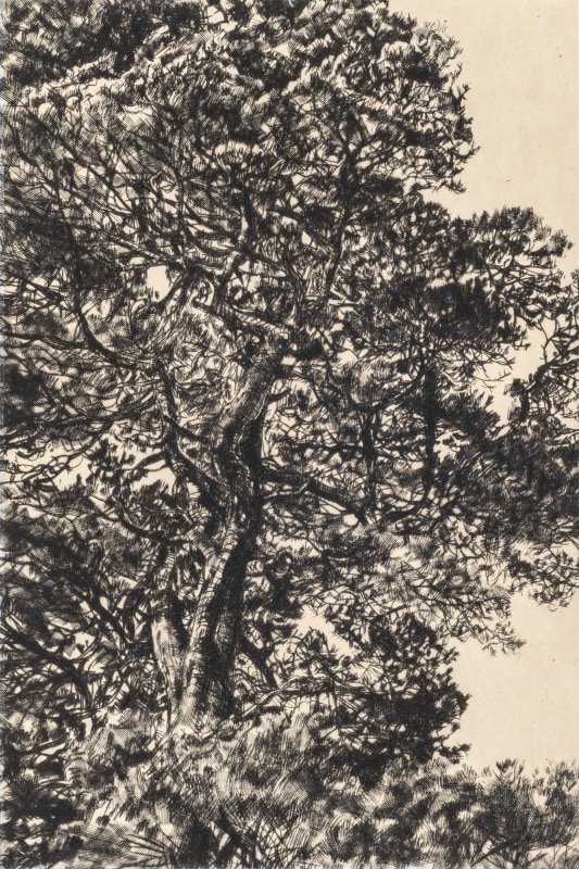 Fiona Hamilton Autumn Pine