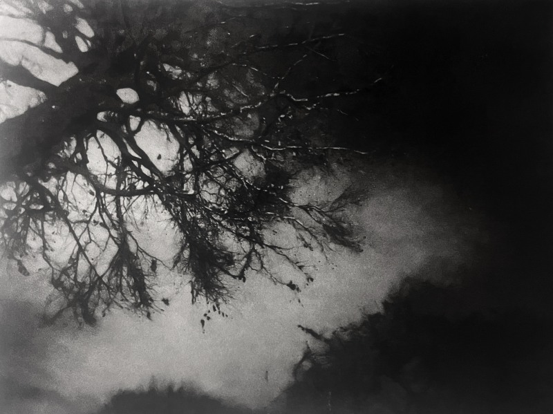 Amanda Salter Winter Elm