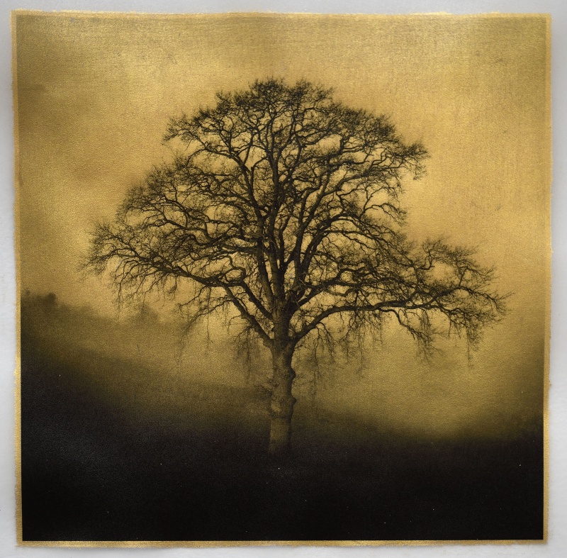 Barrie Watts Meadow Oaks, Morning Mist, Herefordshire