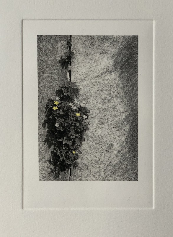 Claire Hynds Street Flowers No.2