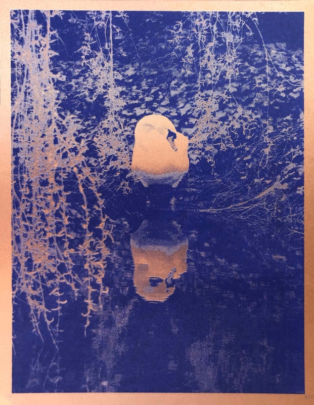 Anna Walsh Cygnus Nebulosity (Christchurch)