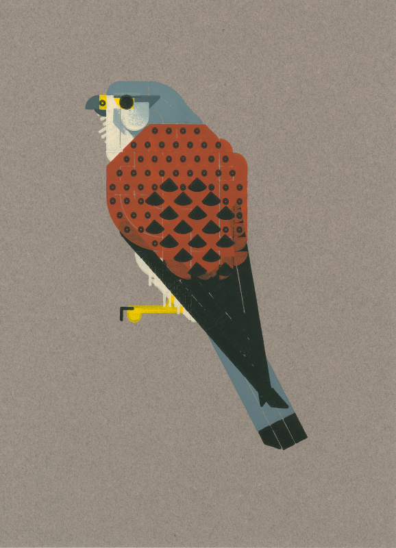 Roy Scholten Common Kestrel