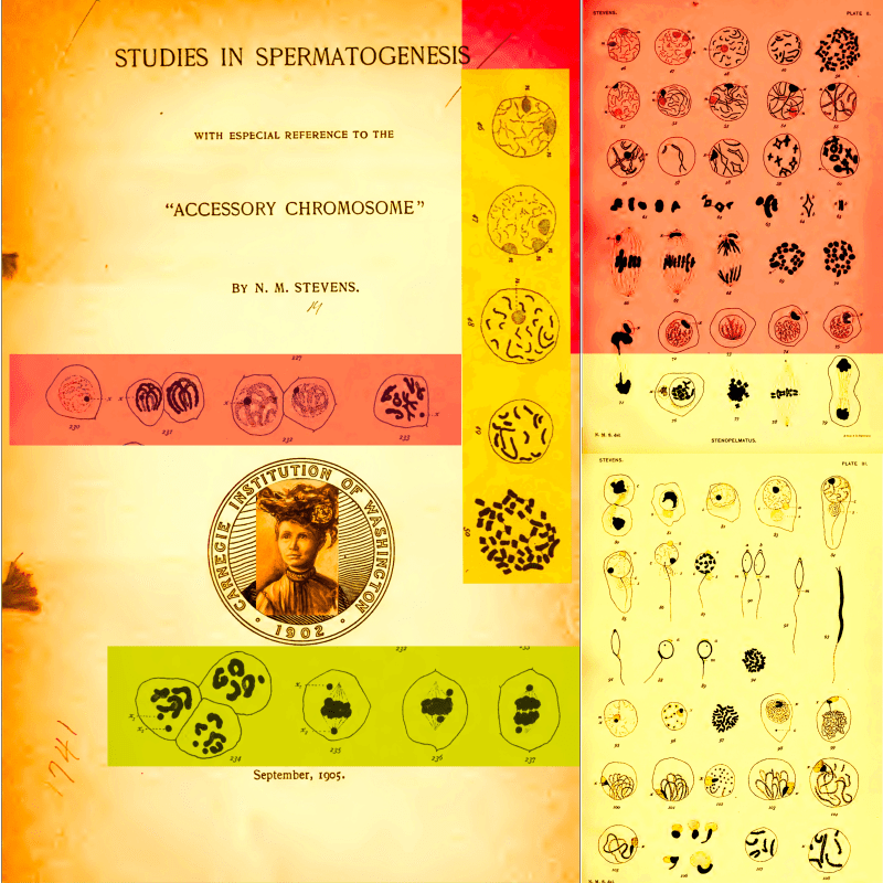 Denise Ballard-Wyllie ARE, Celebrate Unsung Science Sister Nettie Stevens 3