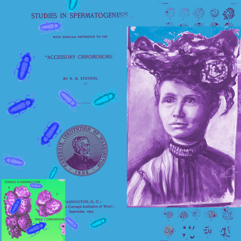 Denise Ballard-Wyllie ARE, Celebrate Unsung Science Sister Nettie Stevens 1