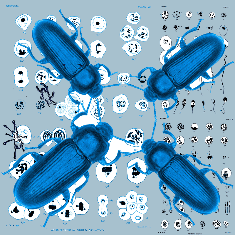 Denise Ballard-Wyllie ARE, Celebrate Unsung Science Sister Nettie Stevens 2