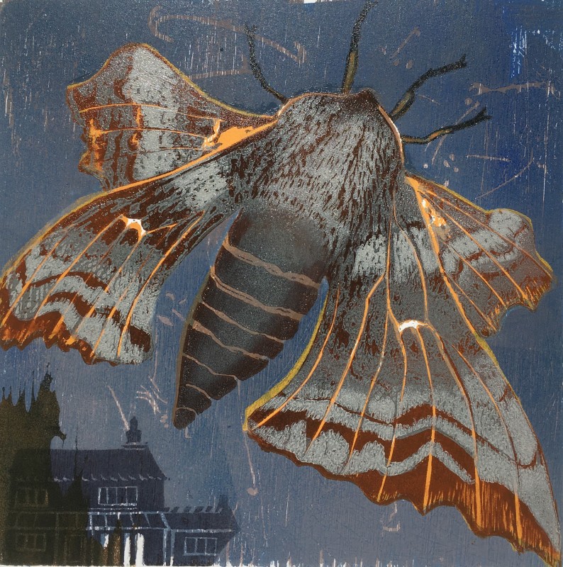 Julia Manning RE, My Garden Moths, Poplar Hawkmoth