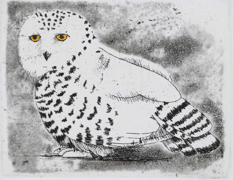 Frans Wesselman RE, Snowy Owl