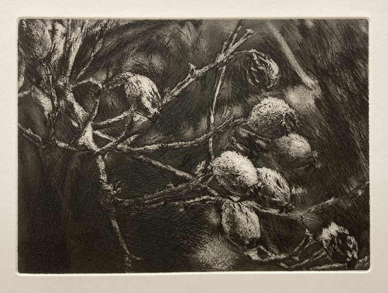 David Sully ARE, Rose Hips In The Frost