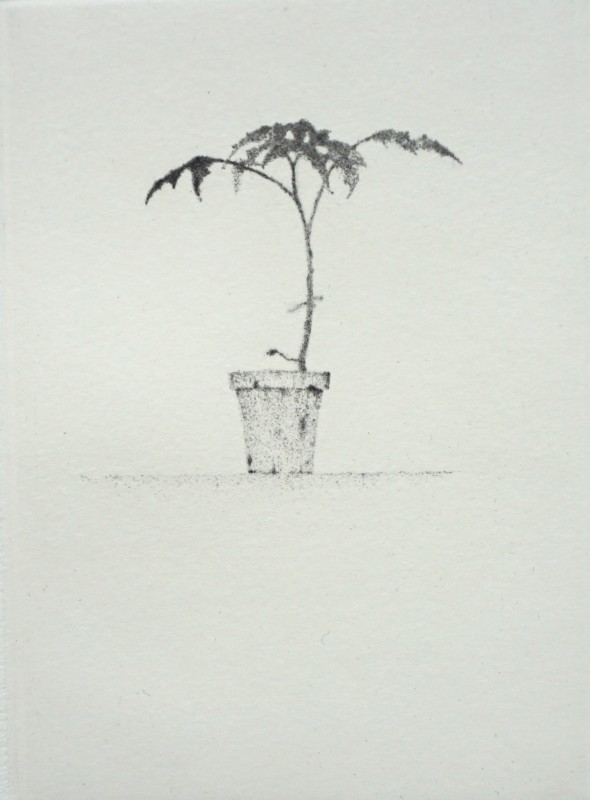Lars Nyberg RE, Small Plant