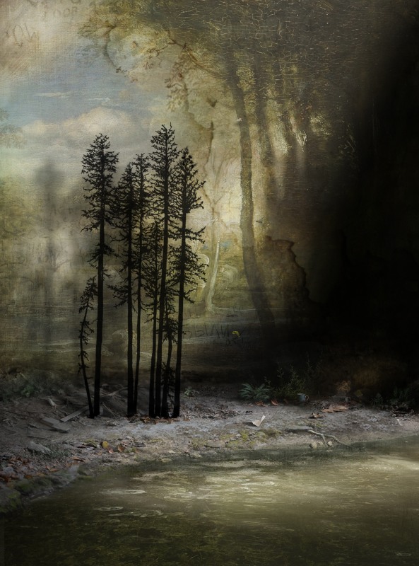 Suzanne Moxhay ARE, Tall Trees