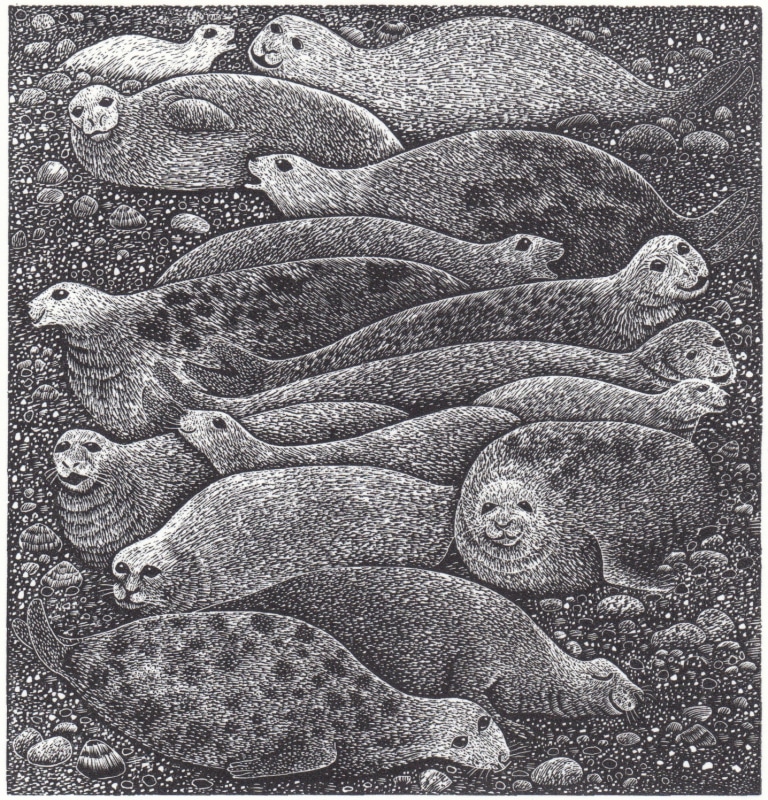 Seals, wood engraving