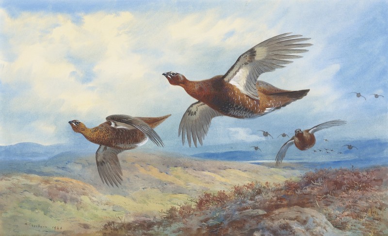 Archibald Thorburn