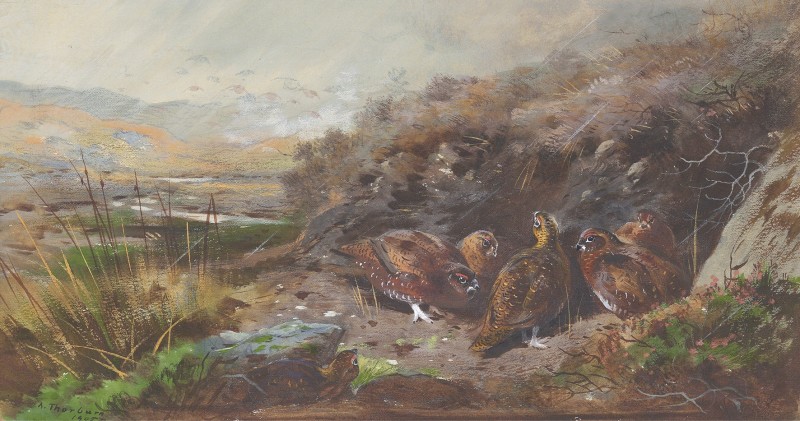 Grouse sheltering among the peat tags
