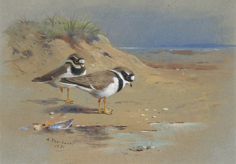 Study of two Ringed Plovers