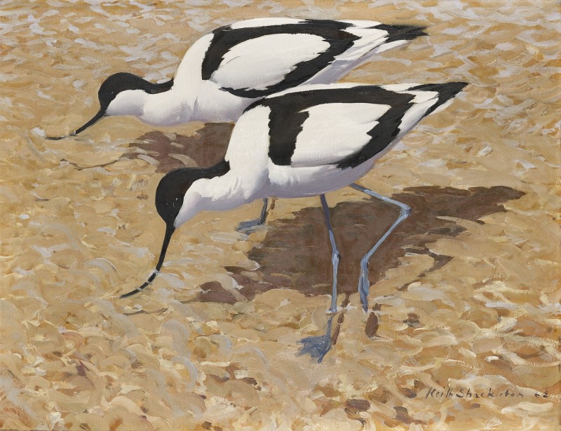 Avocets working the shallows, Havergate Island