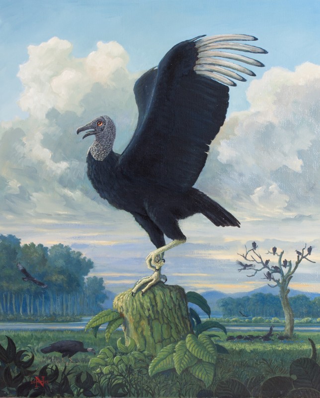 works birds and wildlife rountree tryon nigel hughes american black vulture coragyps atratus
