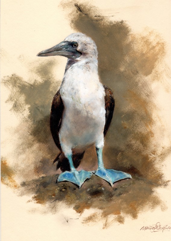 Bue-footed Booby