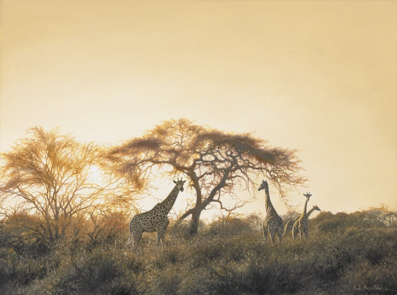 Dawn