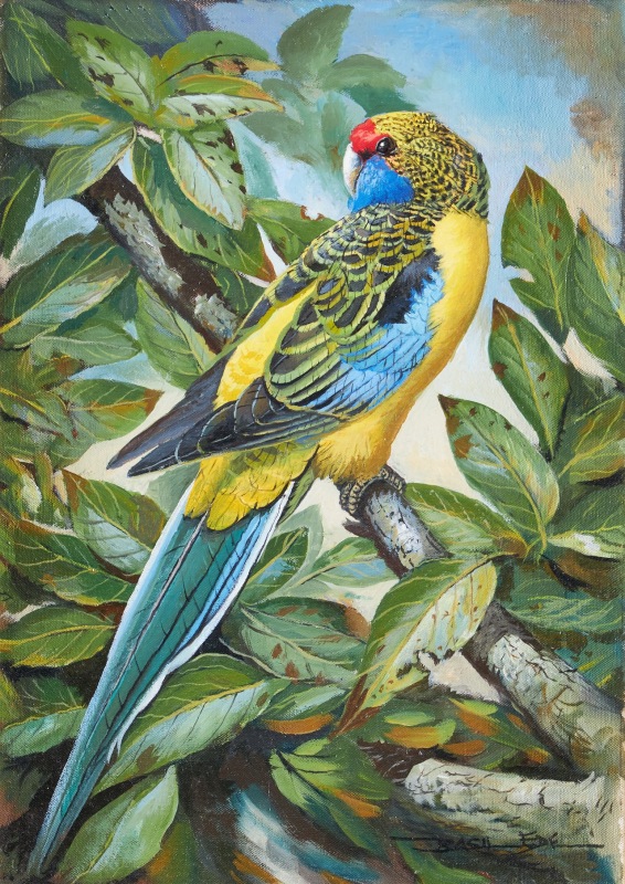 Yellow Rosella