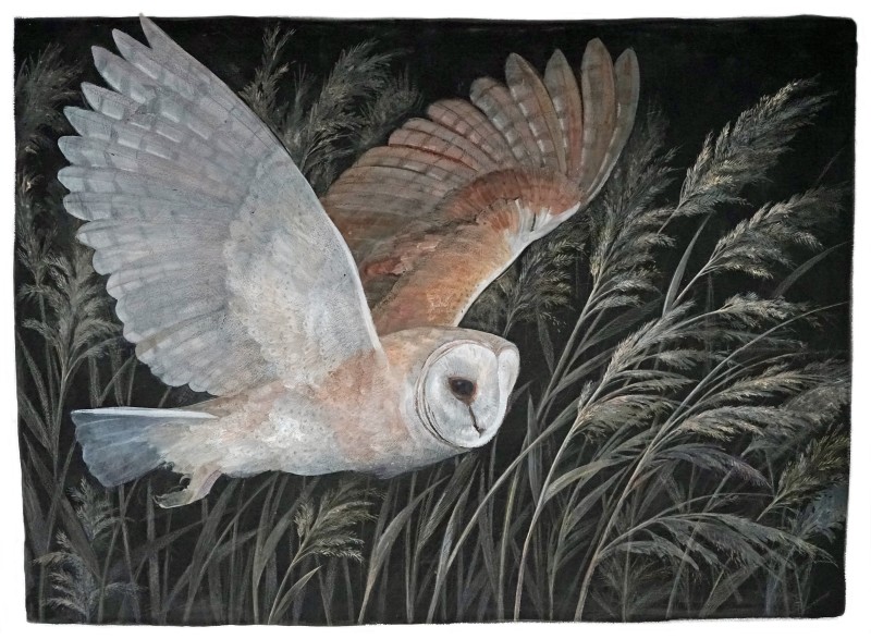 Barn Owl hunting