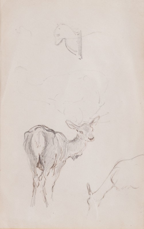 Double-sided deer study