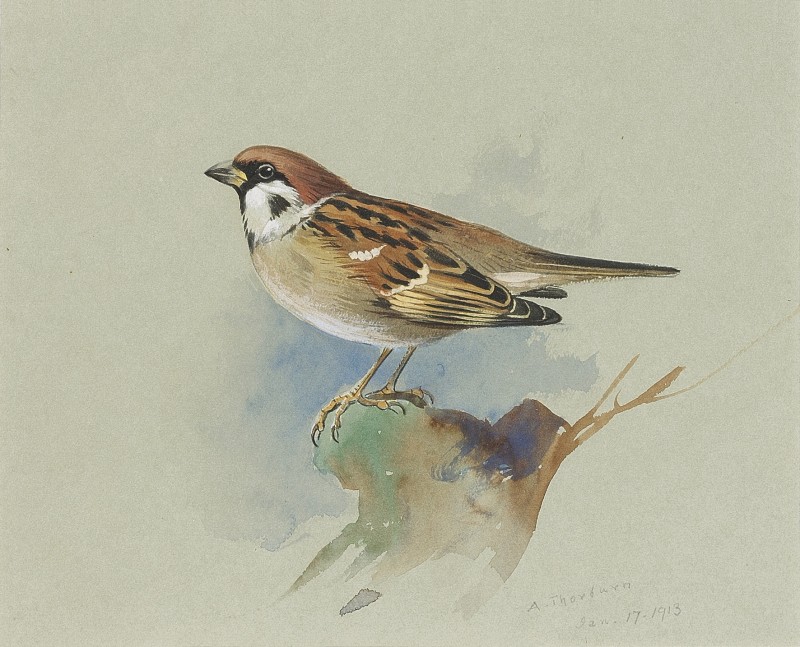 Sparrow study