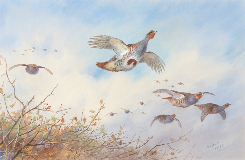 Grey partridge in flight