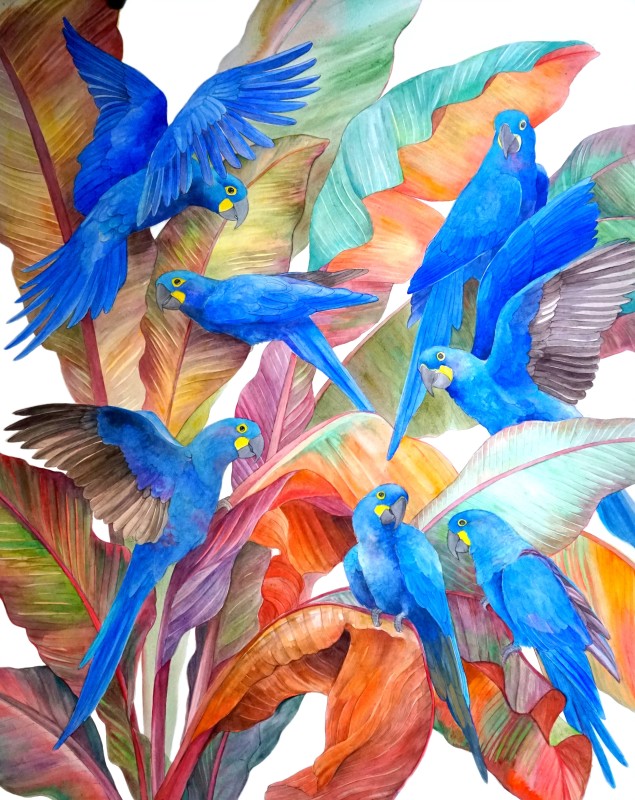 Lear's Macaws