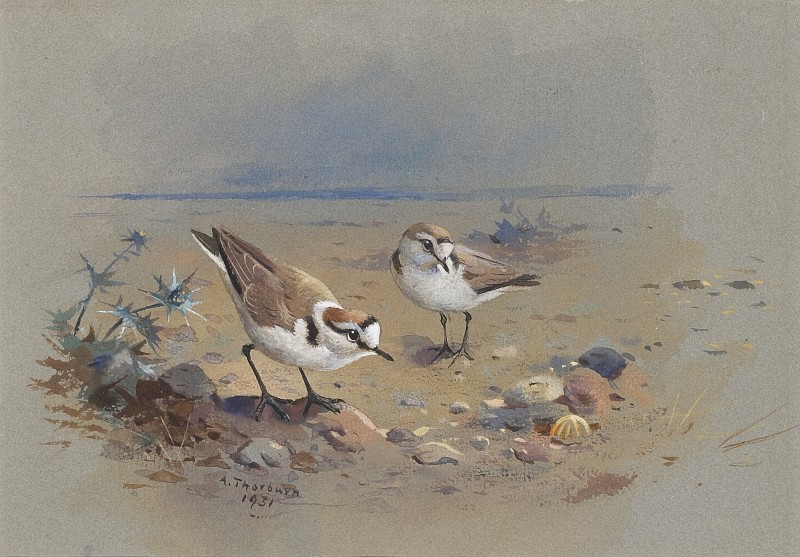Study of two Kentish Plovers