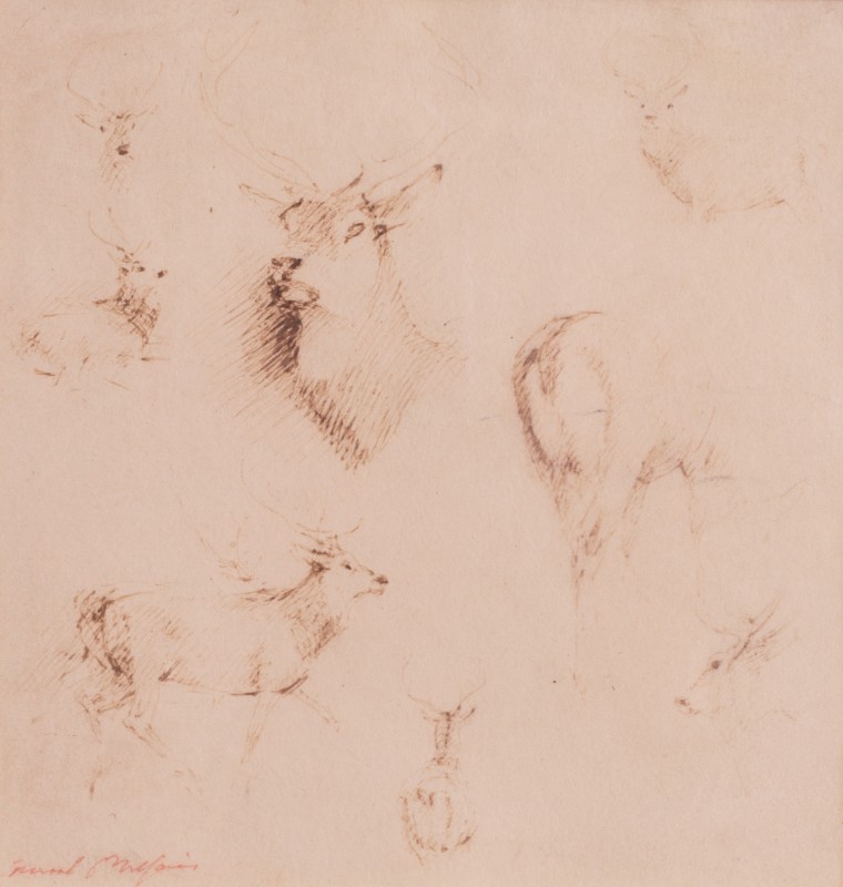Studies of a stag