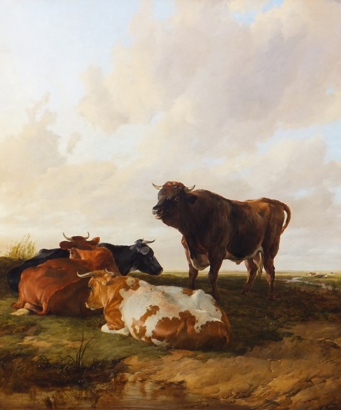 Lord of the Herd, a bull and three cows in a pasture, evening