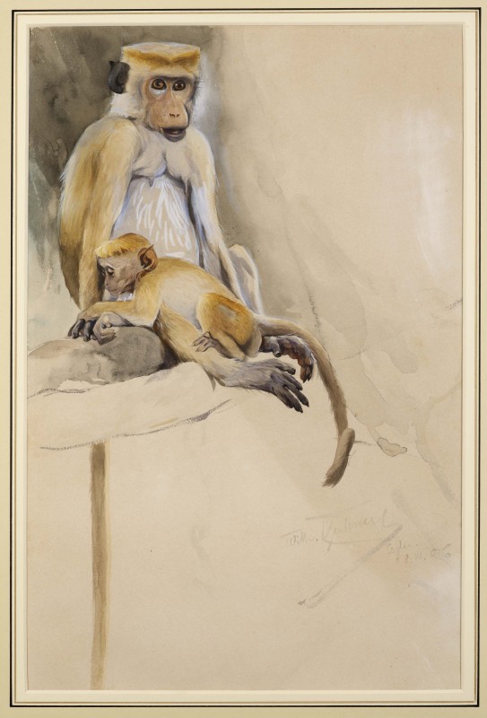 Toque Macaque Monkey, with young