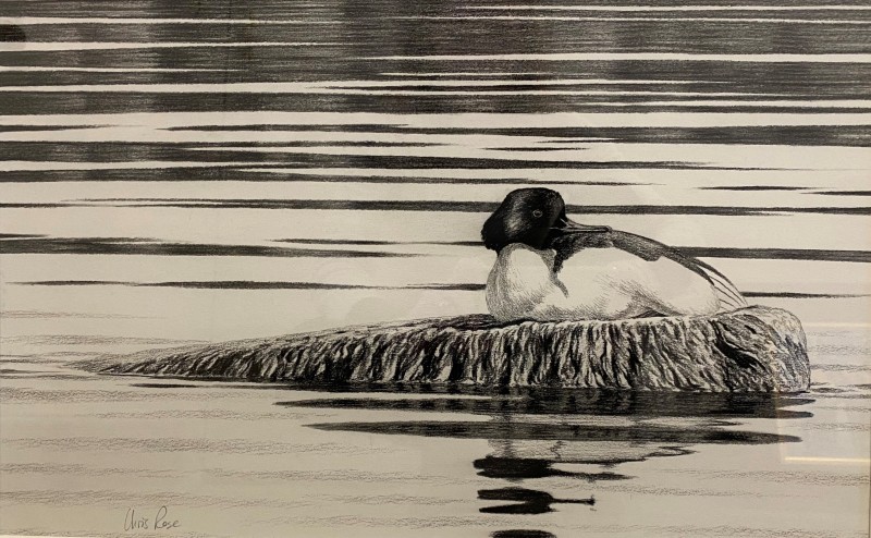 Resting Goosander