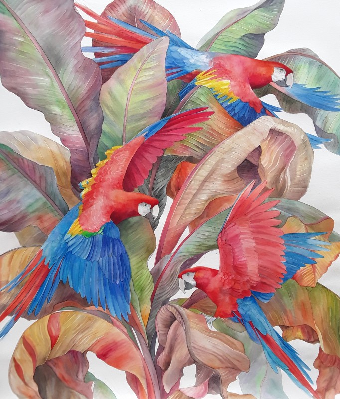Emma Faull , Scarlet Macaws