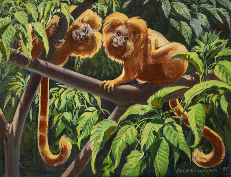 Tamarins