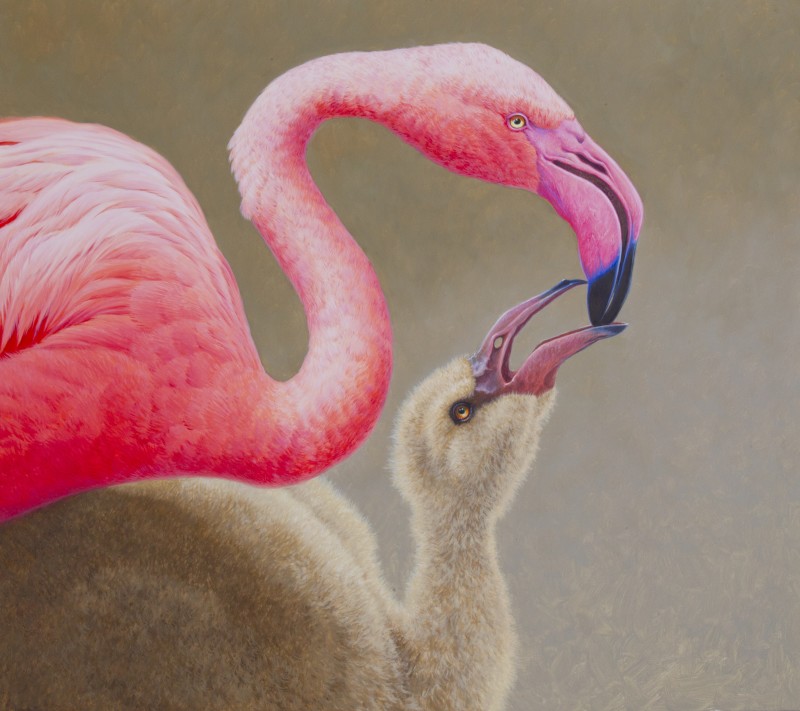 David Ord Kerr , Greater Flamingo