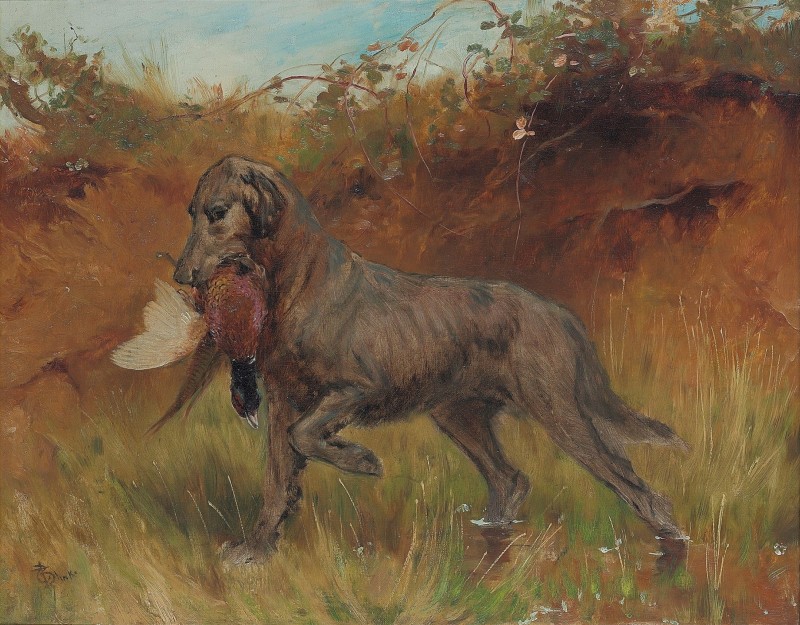A Flat-Coated Retriever