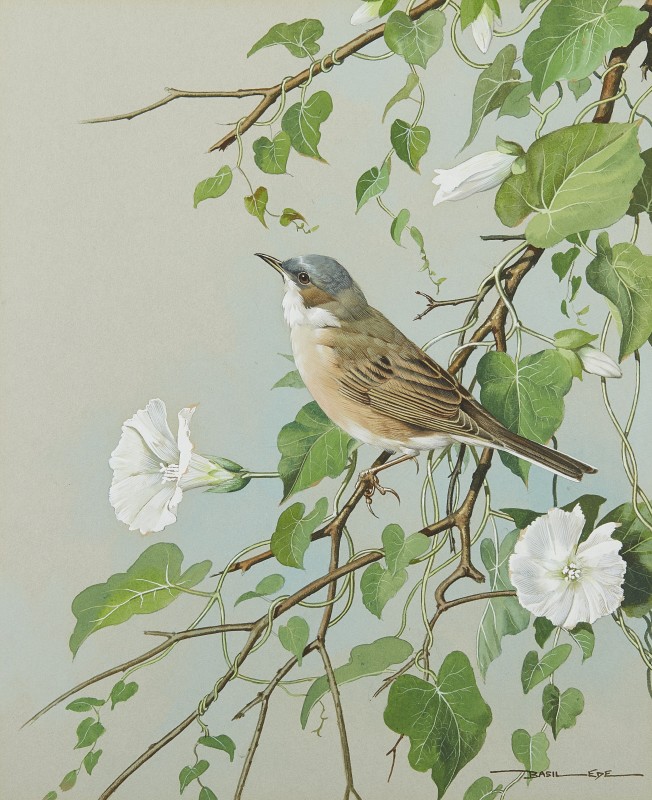Whitethroat and Bindweed