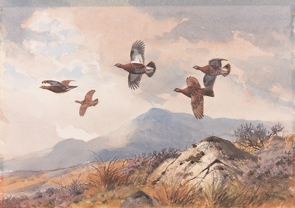 Grouse over moorland