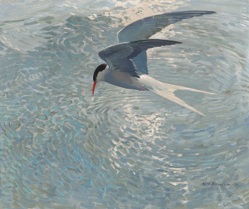Arctic Tern