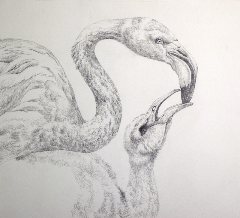 David Ord Kerr , Greater Flamingo sketch