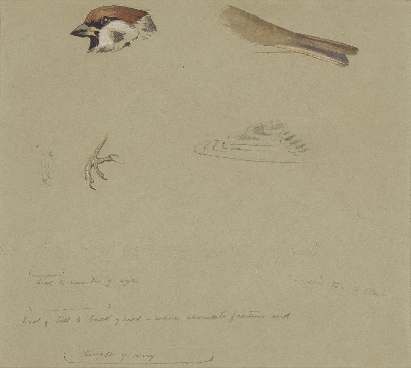 Tree sparrow studies